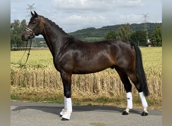 Oldenburger, Wallach, 5 Jahre, 167 cm, Dunkelbrauner