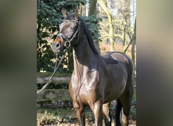 Oldenburger, Wallach, 5 Jahre, 167 cm, Dunkelbrauner