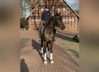 Oldenburger, Wallach, 5 Jahre, 167 cm, Dunkelbrauner