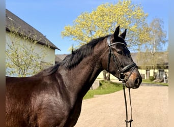 Oldenburger, Wallach, 5 Jahre, 167 cm, Dunkelbrauner