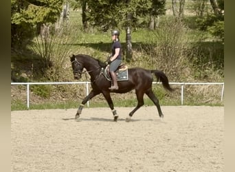 Oldenburger, Wallach, 5 Jahre, 167 cm, Dunkelbrauner