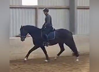 Oldenburger, Wallach, 5 Jahre, 167 cm, Dunkelbrauner