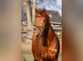 Oldenburger, Wallach, 5 Jahre, 167 cm, Fuchs