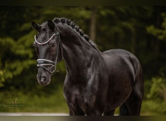 Oldenburger, Wallach, 5 Jahre, 167 cm, Rappe