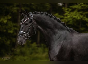 Oldenburger, Wallach, 5 Jahre, 167 cm, Rappe