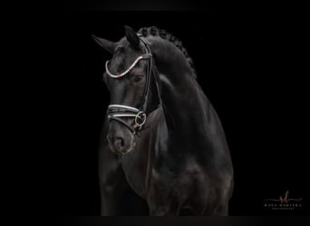 Oldenburger, Wallach, 5 Jahre, 167 cm, Rappe