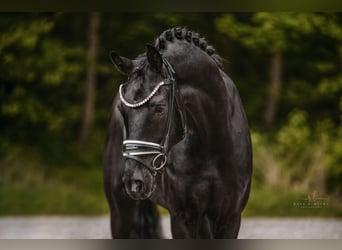 Oldenburger, Wallach, 5 Jahre, 167 cm, Rappe