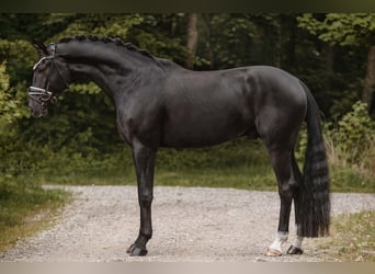 Oldenburger, Wallach, 5 Jahre, 167 cm, Rappe