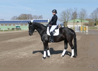 Oldenburger, Wallach, 5 Jahre, 167 cm, Rappe