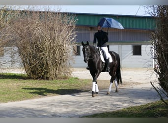 Oldenburger, Wallach, 5 Jahre, 167 cm, Rappe
