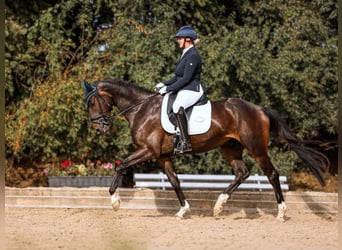 Oldenburger, Wallach, 5 Jahre, 167 cm, Rappe