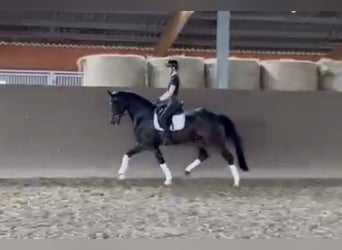 Oldenburger, Wallach, 5 Jahre, 167 cm, Schwarzbrauner