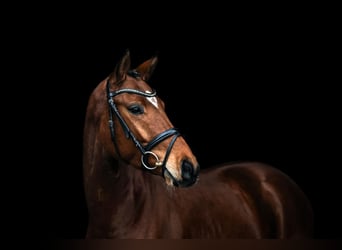 Oldenburger, Wallach, 5 Jahre, 168 cm, Brauner