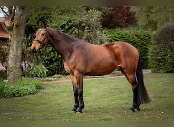 Oldenburger, Wallach, 5 Jahre, 168 cm, Brauner