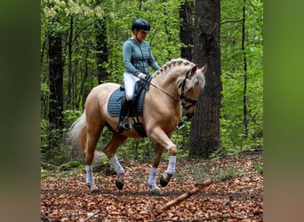 Oldenburger, Wallach, 5 Jahre, 168 cm, Brauner