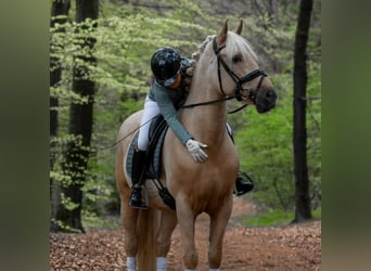 Oldenburger, Wallach, 5 Jahre, 168 cm, Brauner