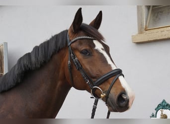 Oldenburger, Wallach, 5 Jahre, 168 cm, Brauner