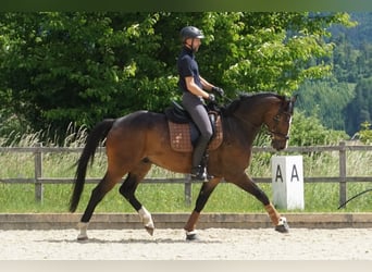 Oldenburger, Wallach, 5 Jahre, 168 cm, Brauner