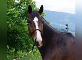Oldenburger, Wallach, 5 Jahre, 168 cm, Brauner