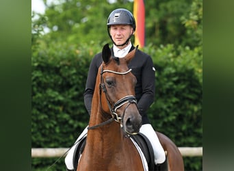 Oldenburger, Wallach, 5 Jahre, 168 cm, Brauner
