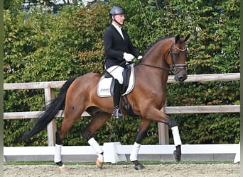 Oldenburger, Wallach, 5 Jahre, 168 cm, Brauner