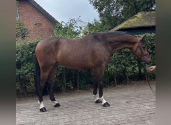 Oldenburger, Wallach, 5 Jahre, 168 cm, Brauner