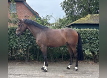 Oldenburger, Wallach, 5 Jahre, 168 cm, Brauner