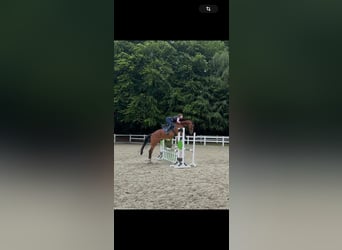 Oldenburger, Wallach, 5 Jahre, 168 cm, Brauner