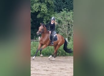 Oldenburger, Wallach, 5 Jahre, 168 cm, Brauner