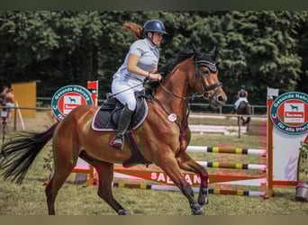 Oldenburger, Wallach, 5 Jahre, 168 cm, Brauner