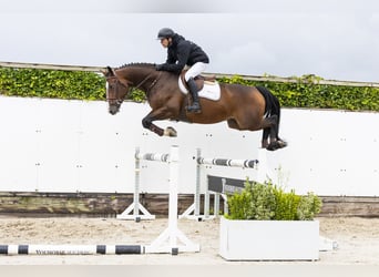 Oldenburger, Wallach, 5 Jahre, 168 cm, Brauner