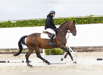 Oldenburger, Wallach, 5 Jahre, 168 cm, Brauner