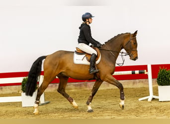 Oldenburger, Wallach, 5 Jahre, 168 cm, Brauner