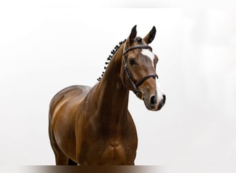 Oldenburger, Wallach, 5 Jahre, 168 cm, Brauner