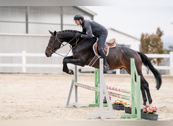 Oldenburger, Wallach, 5 Jahre, 168 cm, Brauner