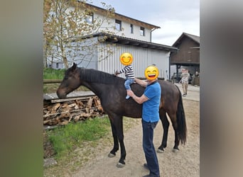 Oldenburger, Wallach, 5 Jahre, 168 cm, Dunkelbrauner