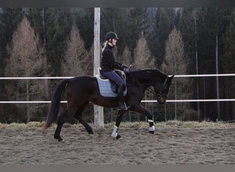 Oldenburger, Wallach, 5 Jahre, 168 cm, Dunkelbrauner