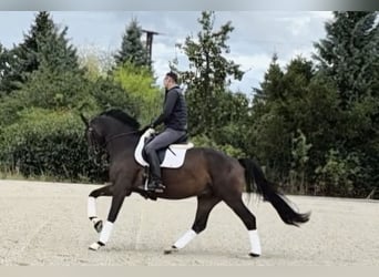 Oldenburger, Wallach, 5 Jahre, 168 cm, Dunkelbrauner