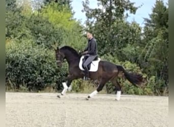 Oldenburger, Wallach, 5 Jahre, 168 cm, Dunkelbrauner