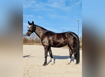 Oldenburger, Wallach, 5 Jahre, 168 cm, Dunkelbrauner