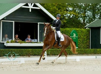 Oldenburger, Wallach, 5 Jahre, 168 cm, Dunkelfuchs
