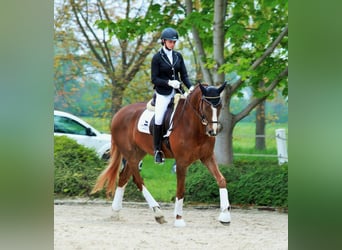 Oldenburger, Wallach, 5 Jahre, 168 cm, Dunkelfuchs