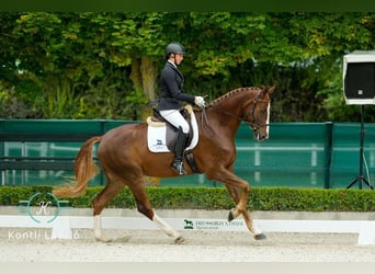 Oldenburger, Wallach, 5 Jahre, 168 cm, Dunkelfuchs