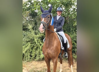 Oldenburger, Wallach, 5 Jahre, 168 cm, Dunkelfuchs