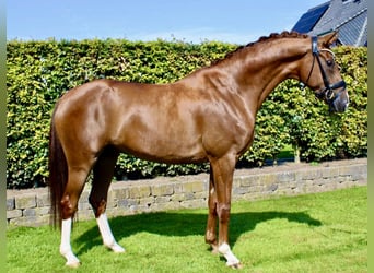 Oldenburger, Wallach, 5 Jahre, 168 cm, Dunkelfuchs