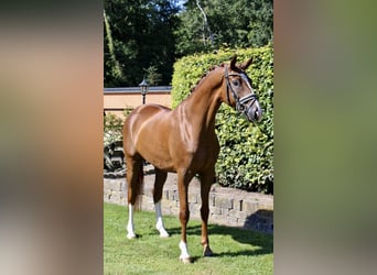 Oldenburger, Wallach, 5 Jahre, 168 cm, Dunkelfuchs