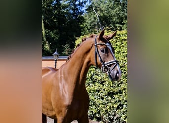 Oldenburger, Wallach, 5 Jahre, 168 cm, Dunkelfuchs