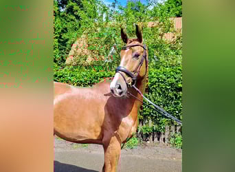 Oldenburger, Wallach, 5 Jahre, 168 cm, Dunkelfuchs