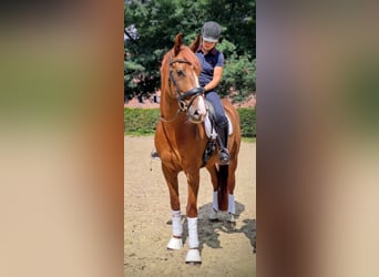 Oldenburger, Wallach, 5 Jahre, 168 cm, Dunkelfuchs