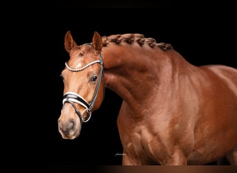 Oldenburger, Wallach, 5 Jahre, 168 cm, Fuchs